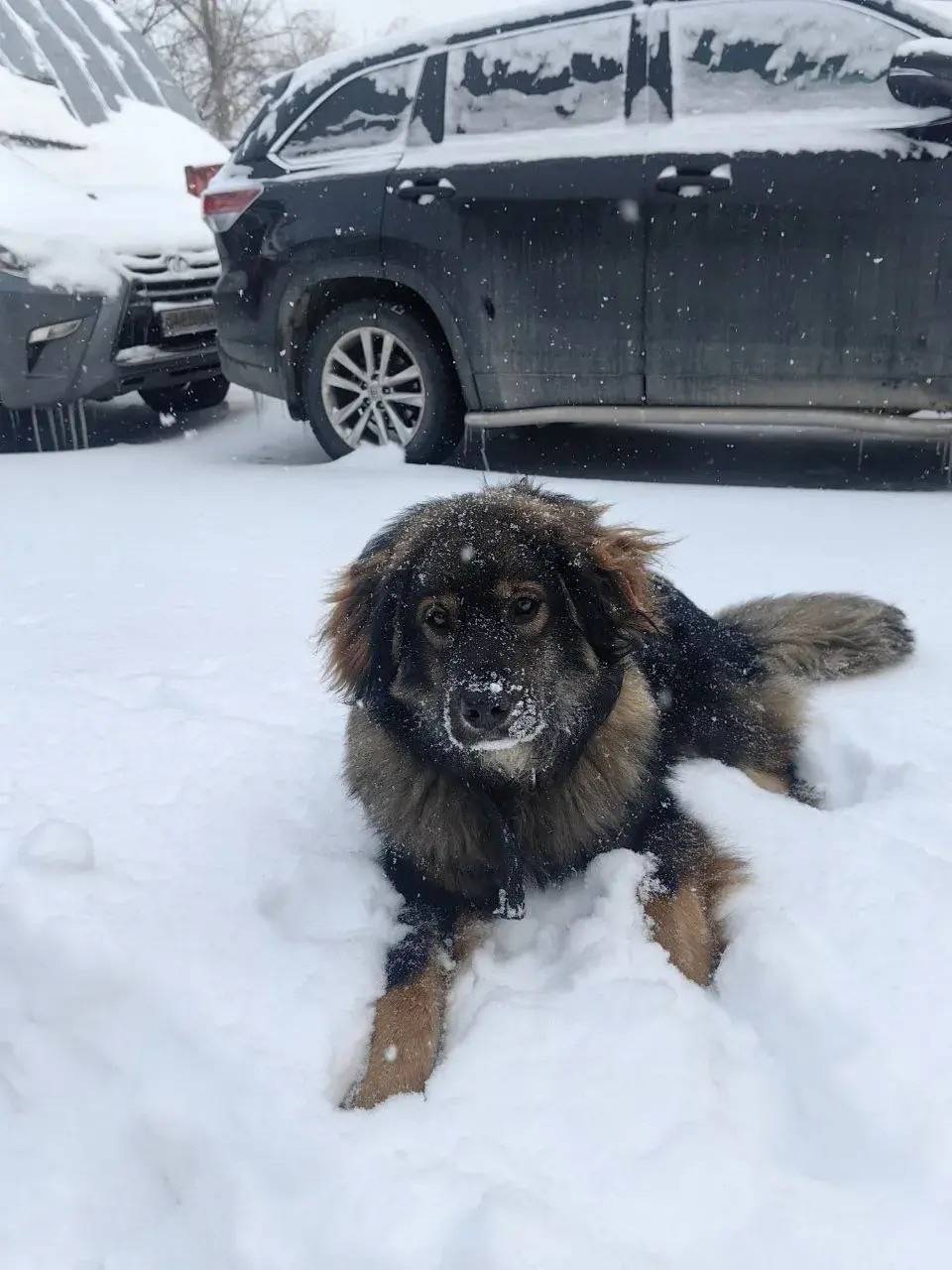 Найден пёс, Томск, район Мира