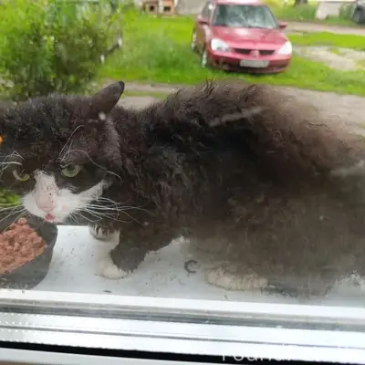 Пропал метис Корниш Рекс, пос. Мичуринский