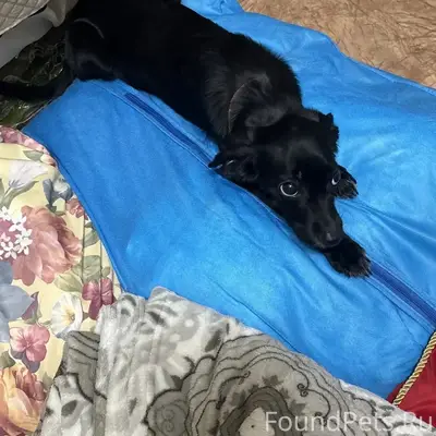 Пропала собака Дуся, район Ледового дворца