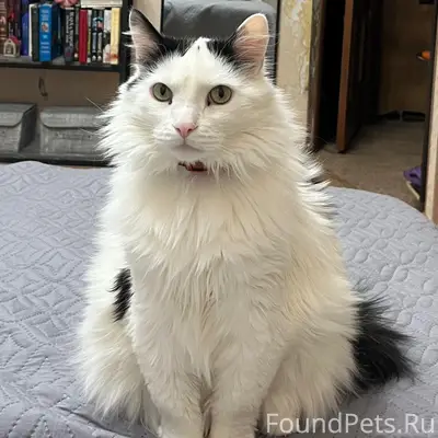 Пропал кот, улица Парковая 2