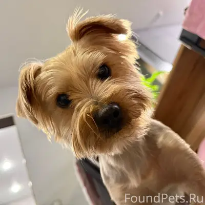 Пропал Йорк Кекс, Иркутск, рп Маркова