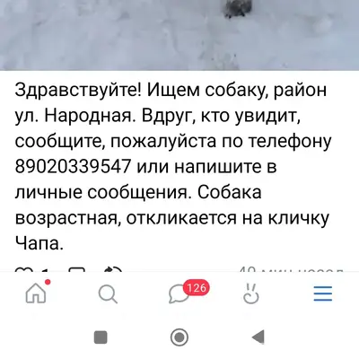 Пропала собака, 