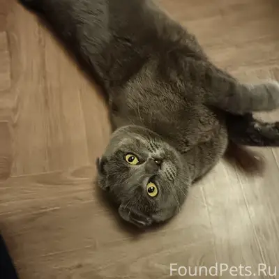 Пропал шотландский вислоухий, район ул. Пролетарская