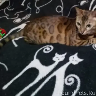 Пропала бенгальская кошка Тесла, Гольяны