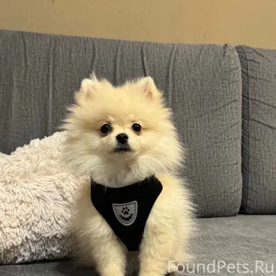 Пропал шпиц Чаки, Бульвар Космонавтов