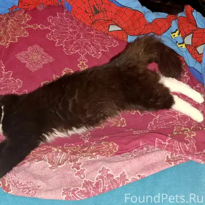 Пропала кошка, Дорогобуж