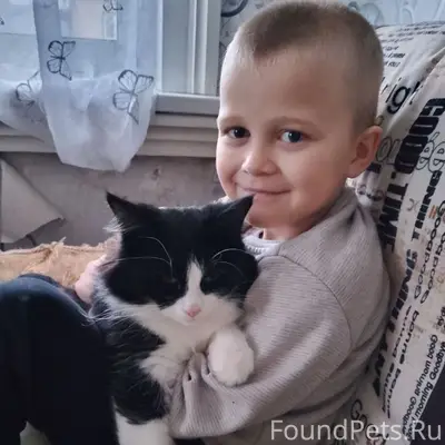 Пропал кот,