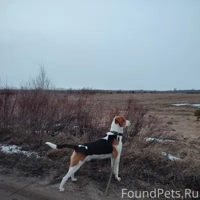 Пропал выжлец Гром, район впадения Киржи в Топсу