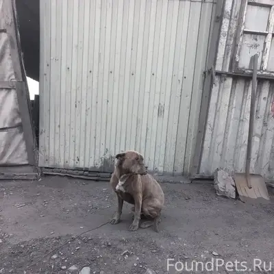 Найден крупный кобель, Ильечевка