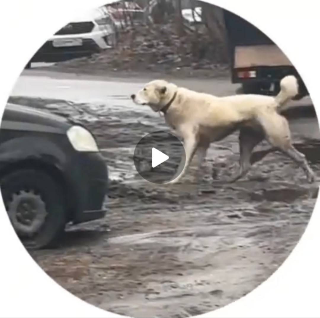 Пропала собака, Лесколово, Кискелово-1