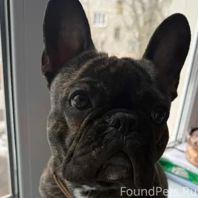 Пропал французский бульдог Спайк, Мячино