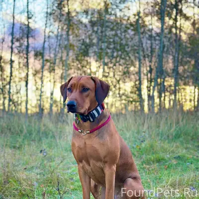 Пропала собака, район Селище