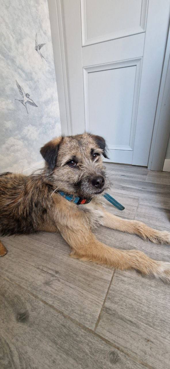 Найден метис Лайки, Химки, ул. Совхозная