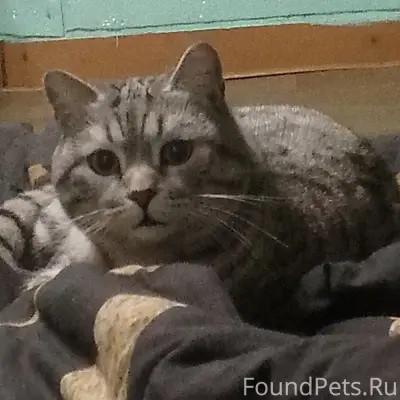 Пропал кот Кюри, Кузнецкий район