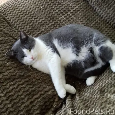 Пропала домашняя кошка, переулок Студенческий