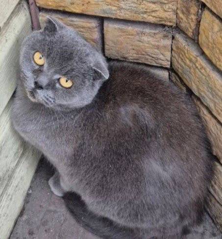 Найден кот, поселок Маршала Жукова