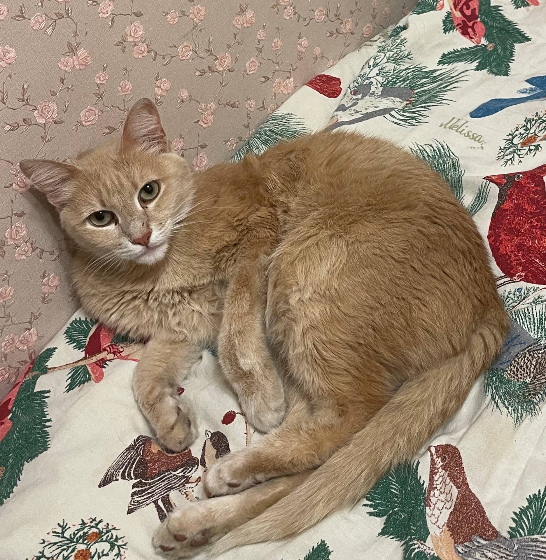 Пропал кот, центр с. Долгодеревенского