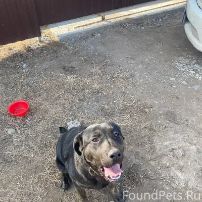 Пропал пёс, село Калинино