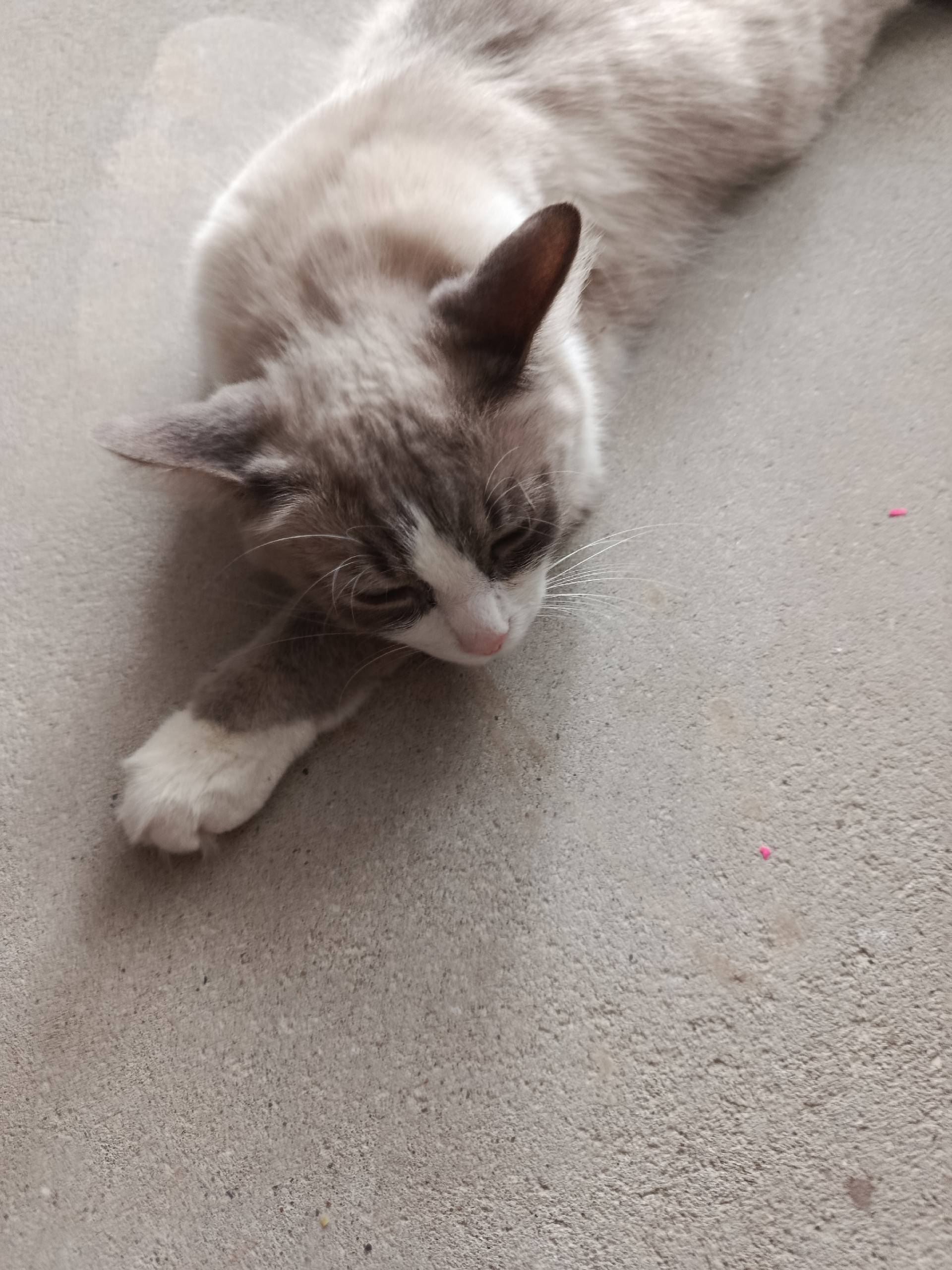 Пропал кот Василий, Мигаловская набережная