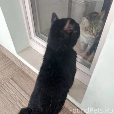 Найден кот, нуждается в помощи, Уфа