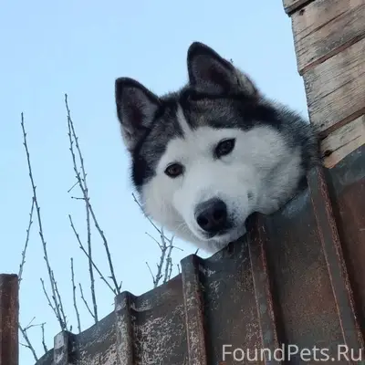 Пропал пёс, Мебельный посёлок