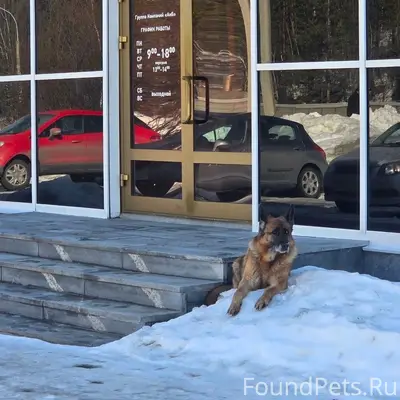 Найден овчар, Советская