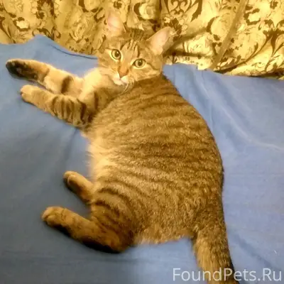 Пропала кошка Моня, ул. Чкалова 14