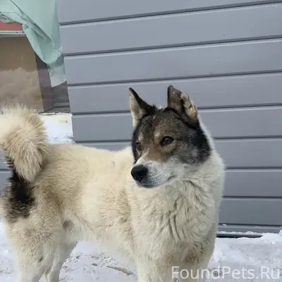 Пропал пёс Бакс