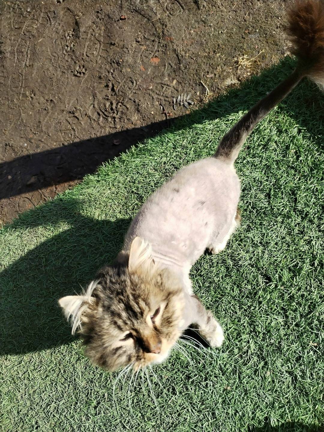 Найден котик, Егорьевск