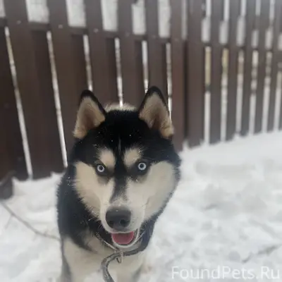 Пропал Хаски Грэй, голубоглазый, Подборовье