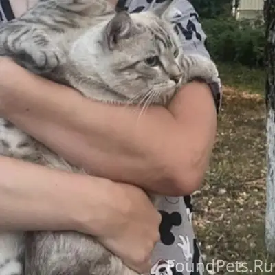 Пропал кот Зефир, п. Ясенки