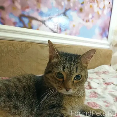 Найден котик, район магазина 'Кировский'