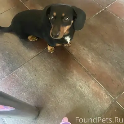 Пропал пес Чип, район ул. Лесная и дачи на Знаменке