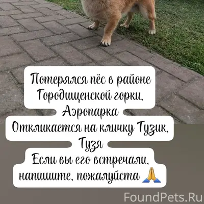 Пропал пёс Тузик, Вознесенская улица