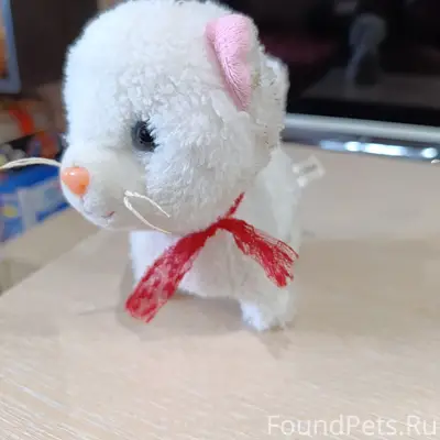 Найдена кошка, у Мегацентра