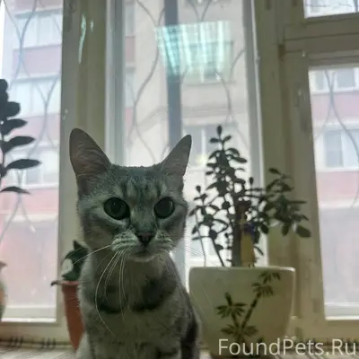 Найдена кошка, район Савино