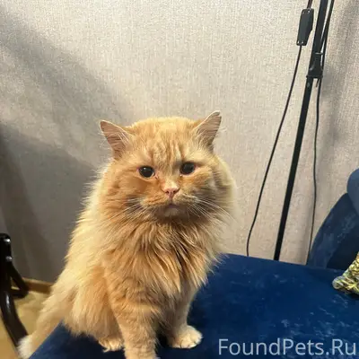 Пропал кот Рыжик, Тавда