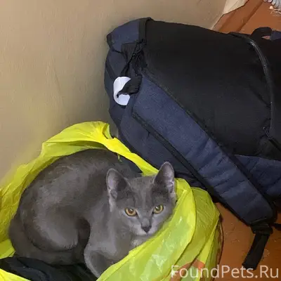 Пропала кошка Симка, около Пионерской 2