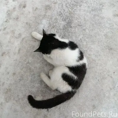 Найдена кошка, Затон