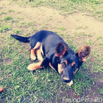 Пропала собака Буся, деревня Алферово