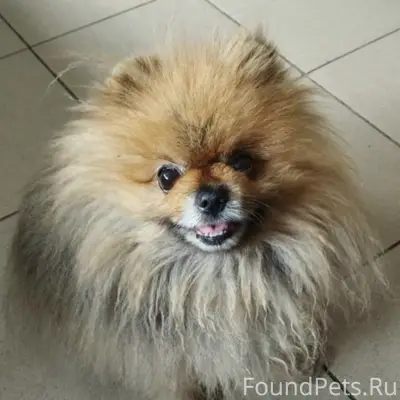 Пропал Померанский Шпиц Макс, Бабушкина 182/4