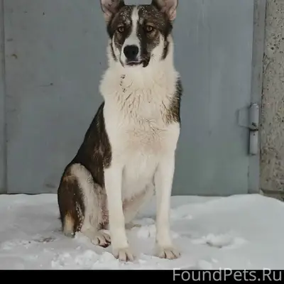 Пропала собака Лакки, район ул. Суворова