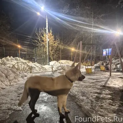 Найден кабель, Арманда