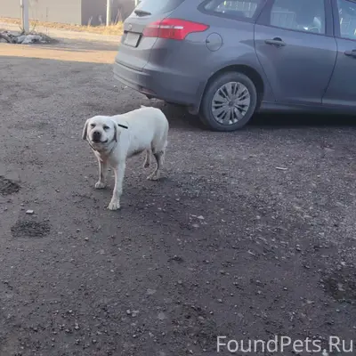 Найден лабрадор, Пески Отраслевой переулок