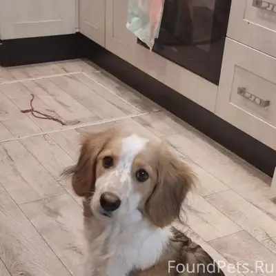 Пропала собака Лада, район крытого рынка