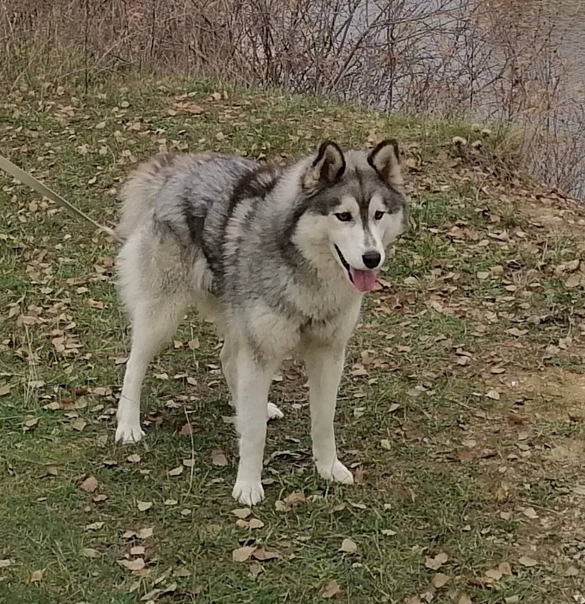 Пропала хаски Майли, село Хрущево