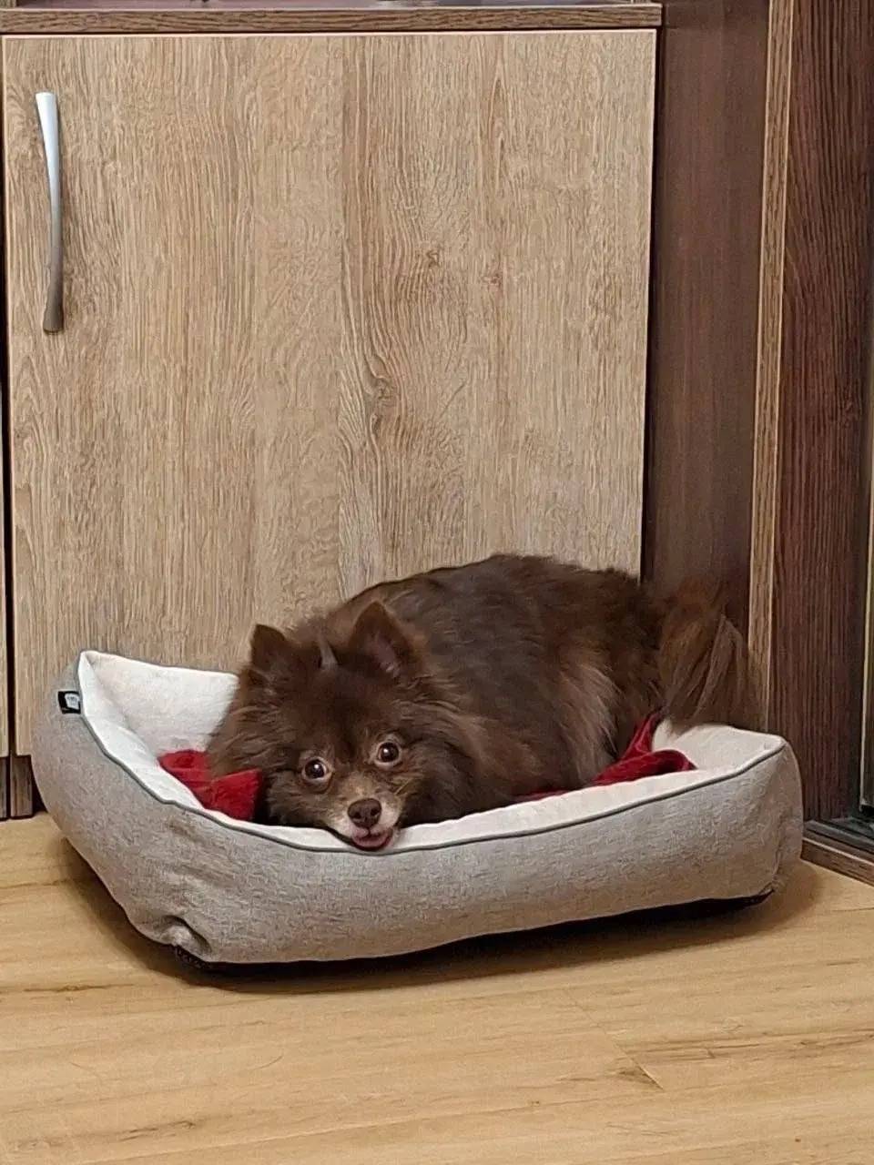 Найден шпиц, Люберцы