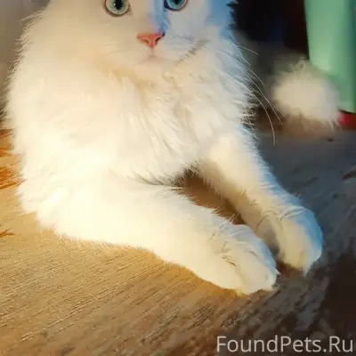 Пропал кот, район Будённого, Свердлова