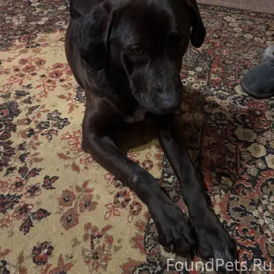 Найден тип собака, Володино