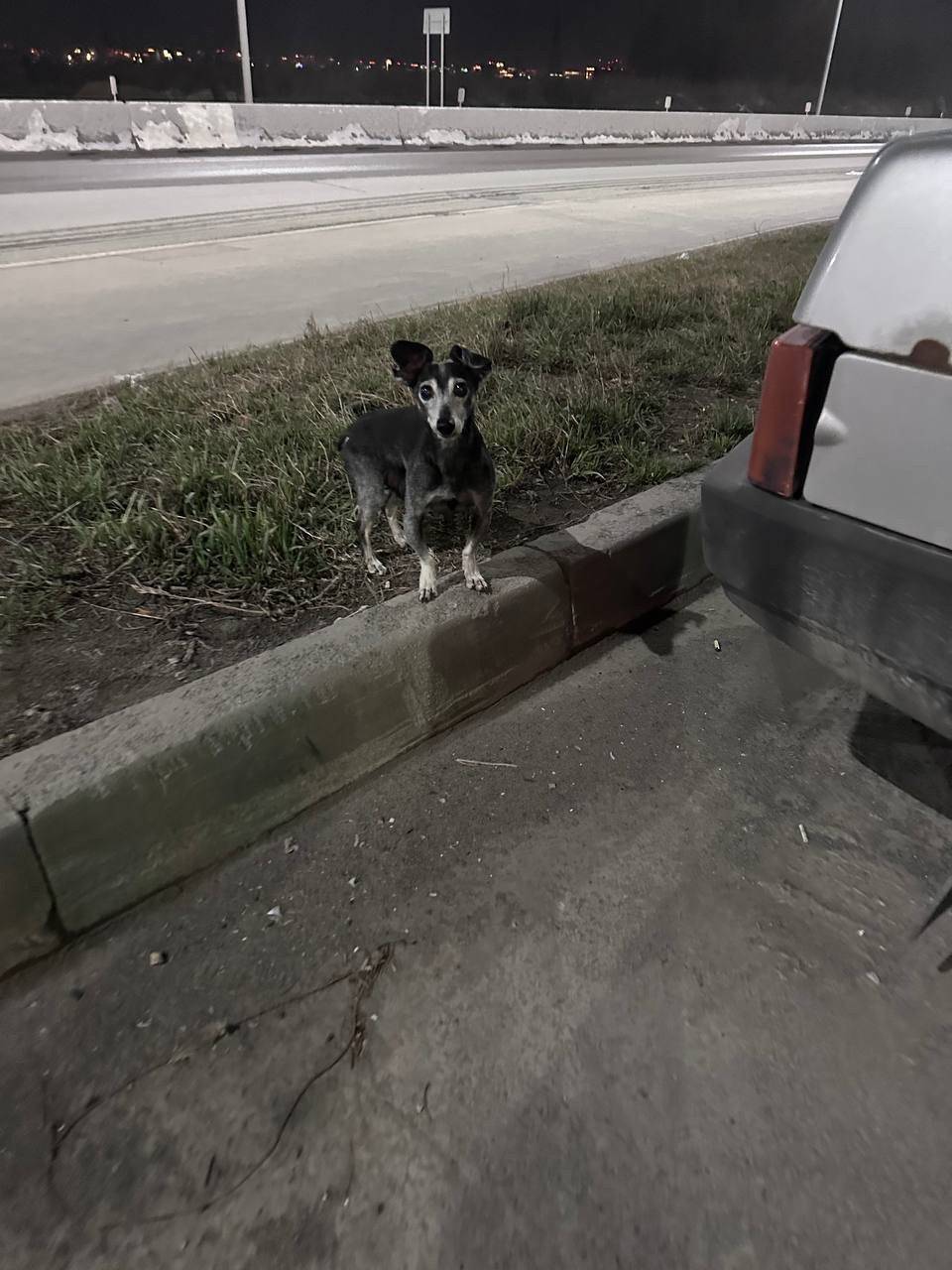 Пропала собака, Ленинский район